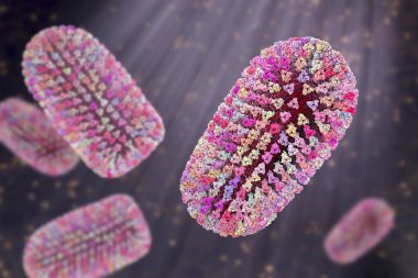 Kuduz virüsü olan Mokola virüsü, kuduz virüsü, özellikle kedilerden izole edilmiş, Sahra altı Afrika 'da, hayvanlarda kuduza benzer bir hastalığa neden olur.