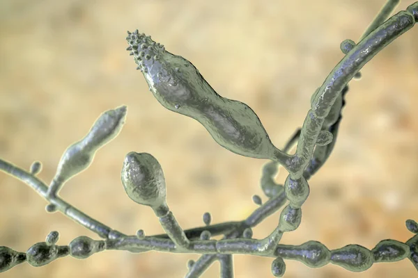 顕微鏡的真菌Microporum Audouinii 3Dイラスト 解熱性皮膚炎真菌 頭皮の感染症を引き起こす 白癬菌 体皮膚 白癬菌 子供を中心に — ストック写真