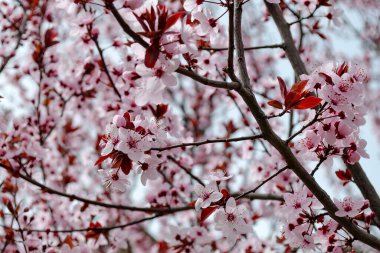 Çiçek açan kiraz dalları. Bahar mevsiminde güzel kiraz çiçekleri