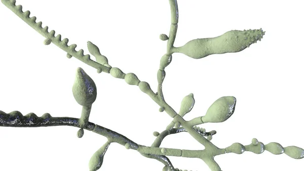 Mikroskopische Pilze Microsporum Audouinii Illustration Anthropophiler Dermatophytenpilz Verursacht Infektionen Der — Stockfoto