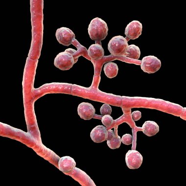 Mantar Trichophyton mentagrophytes, 3 boyutlu illüstrasyon küresel mikrokonidia taşıyan konidiyoforları gösteriyor. Deri enfeksiyonuna (mantar), saç ve tırnak enfeksiyonlarına neden olur