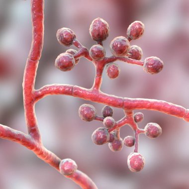 Mantar Trichophyton mentagrophytes, 3 boyutlu illüstrasyon küresel mikrokonidia taşıyan konidiyoforları gösteriyor. Deri enfeksiyonuna (mantar), saç ve tırnak enfeksiyonlarına neden olur