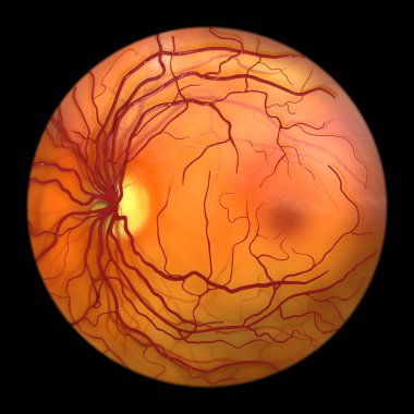 Normal göz retinası, göz röntgeni, optik diski, kan damarlarını, makulayı ve foveayı gösteren bilimsel 3D illüstrasyon