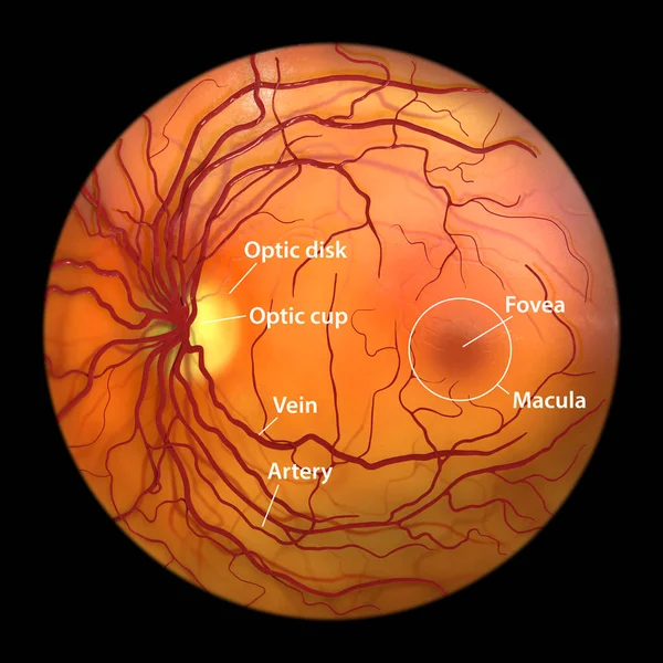 Normal Eye Retina Ophthalmoscope View Scientific Labelled Illustration Showing Optic — Stock Photo, Image