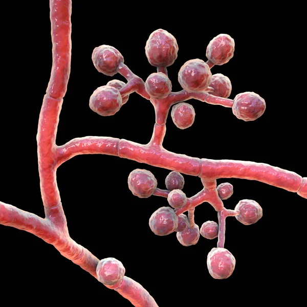 真菌类植物 显示分枝分生孢子球状微孢子的三维图解 引起皮肤感染 头发和指甲感染 — 图库照片