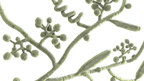 菌丝滴虫属植物 显示宏观分生孢子 分枝分生孢子球状分生孢子 分生孢子和螺旋形分生孢子的三维图解 导致毛虫 毛发和指甲感染 — 图库照片