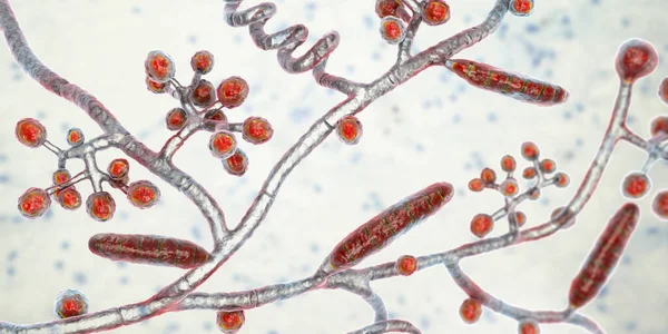 Fungi Trichophyton mentagrophytes, 3D illustration showing macroconidia, branched conidiophores bearing spherical conidia, septate and spiral hyphae. Causes ringworm, hair and nail infections