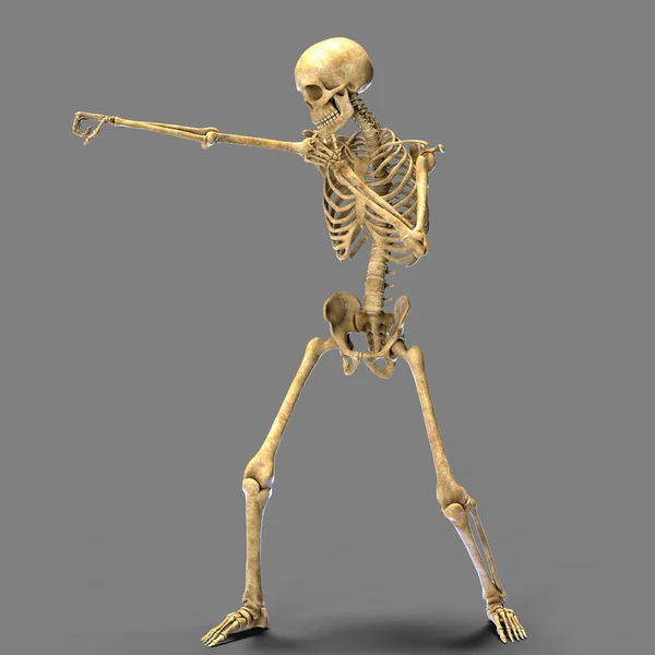 拳击运动的解剖 3D图解 人的骨骼在拳击位置上表现出骨骼活动 — 图库照片