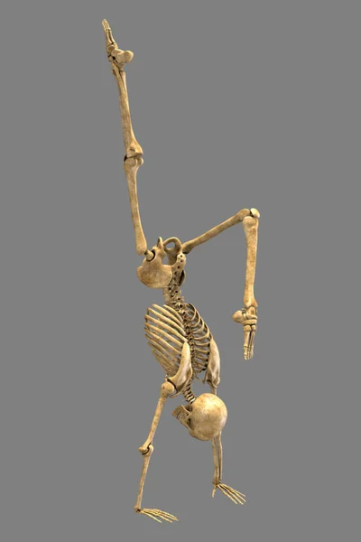 Человеческий Скелет Позиции Yoga Handstand Иллюстрация Демонстрируя Скелетную Активность Этого — стоковое фото