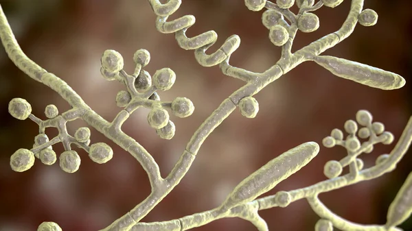 Fungi Trichophyton mentagrophytes, 3D illustration showing macroconidia, branched conidiophores bearing spherical conidia, septate and spiral hyphae. Causes ringworm, hair and nail infections