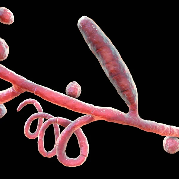 Mantar Trichophyton Mentagrophytes Makrokonidyum Sept Spiral Hyphae Gösteren Boyutlu Illüstrasyon — Stok fotoğraf