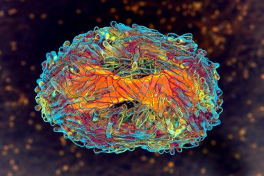 Maymun çiçeği virüsü, 3 boyutlu illüstrasyon. Poxviridae familyasından bir zoonotik virüs, çiçek benzeri bir hastalığa neden olur.