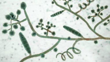 Mantar Trichophyton mentagrophytes, makrokonidia gösteren 3 boyutlu illüstrasyon, küresel konidia taşıyan dallanmış konidiyoforlar, septe et ve spiral hyphae. Mantar, saç ve tırnak enfeksiyonlarına neden olur.