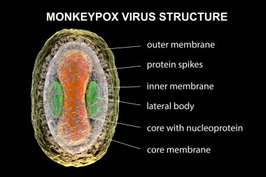 Maymun Çiçeği virüsünün yapısı, 3 boyutlu illüstrasyon. Poxviridae familyasından bir zoonotik virüs, çiçek benzeri bir hastalığa neden olur.