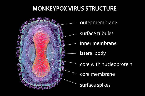 Structure of Monkeypox virus, 3D illustration. A zoonotic virus from Poxviridae family, causes monkeypox, a pox-like disease