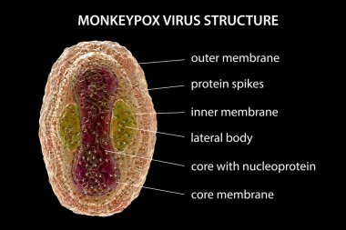 Maymun Çiçeği virüsünün yapısı, 3 boyutlu illüstrasyon. Poxviridae familyasından bir zoonotik virüs, çiçek benzeri bir hastalığa neden olur.