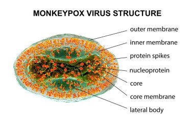 Maymun Çiçeği virüsünün yapısı, 3 boyutlu illüstrasyon. Poxviridae familyasından bir zoonotik virüs, çiçek benzeri bir hastalığa neden olur.