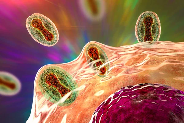 Monkeypokkenvirussen Die Menselijke Cellen Infecteren Illustratie Een Zoönotisch Virus Uit — Stockfoto