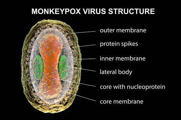 Estrutura Vírus Monkeypox Ilustração Vírus Zoonótico Família Poxviridae Causa Varíola — Fotografia de Stock