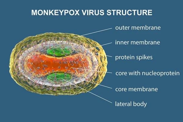 Structure Monkeypox Virus Illustration Zoonotic Virus Poxviridae Family Causes Monkeypox — Stock Photo, Image