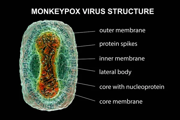 Estrutura Vírus Monkeypox Ilustração Vírus Zoonótico Família Poxviridae Causa Varíola — Fotografia de Stock