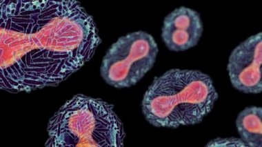 Maymun çiçeği virüsleri insan hücrelerini enfekte ediyor, 3 boyutlu illüstrasyon. Poxviridae familyasından bir zoonotik virüs, çiçek benzeri bir hastalığa neden olur.