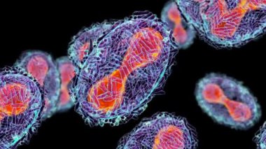 Maymun çiçeği virüsleri insan hücrelerini enfekte ediyor, 3 boyutlu illüstrasyon. Poxviridae familyasından bir zoonotik virüs, çiçek benzeri bir hastalığa neden olur.