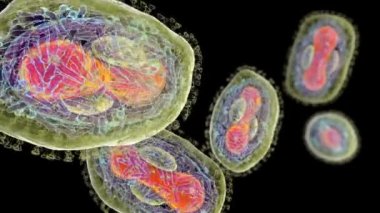 Maymun çiçeği virüsleri insan hücrelerini enfekte ediyor, 3 boyutlu illüstrasyon. Poxviridae familyasından bir zoonotik virüs, çiçek benzeri bir hastalığa neden olur.