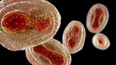 Maymun çiçeği virüsleri insan hücrelerini enfekte ediyor, 3 boyutlu illüstrasyon. Poxviridae familyasından bir zoonotik virüs, çiçek benzeri bir hastalığa neden olur.