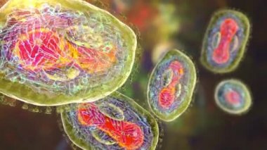 Maymun çiçeği virüsleri insan hücrelerini enfekte ediyor, 3 boyutlu illüstrasyon. Poxviridae familyasından bir zoonotik virüs, çiçek benzeri bir hastalığa neden olur.