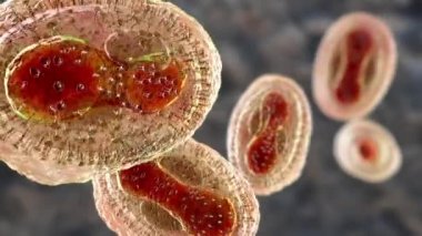 Maymun çiçeği virüsleri insan hücrelerini enfekte ediyor, 3 boyutlu illüstrasyon. Poxviridae familyasından bir zoonotik virüs, çiçek benzeri bir hastalığa neden olur.