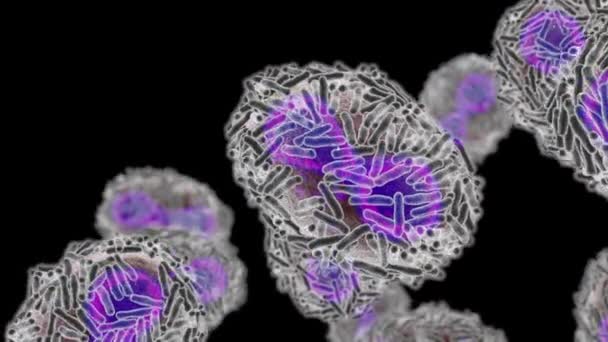 Virus Viruela Monkeypox Infectando Una Célula Humana Ilustración Virus Zoonótico — Vídeos de Stock