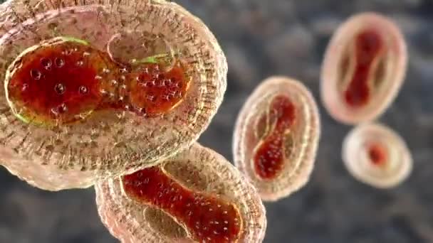 Ιοί Ευλογιάς Μαϊμούς Που Μολύνουν Ανθρώπινα Κύτταρα Τρισδιάστατη Απεικόνιση Ένας — Αρχείο Βίντεο