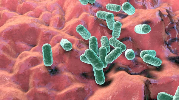 腸内細菌 グラム陰性ロッド状細菌 腸内の正常な微生物の一部 院内感染症の原因物質 3Dイラスト — ストック写真