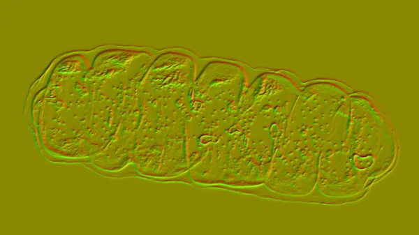 Mitocondrias Orgánulos Celulares Cerrados Por Membrana Que Producen Energía Ilustración — Foto de Stock