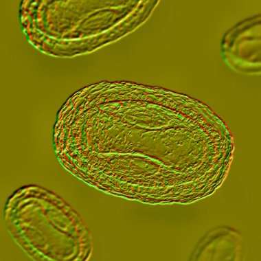 Maymun çiçeği virüsü, 3 boyutlu illüstrasyon. Poxviridae familyasından bir zoonotik virüs, çiçek benzeri bir hastalığa neden olur.