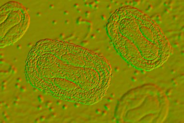 Maymun çiçeği virüsü, 3 boyutlu illüstrasyon. Poxviridae familyasından bir zoonotik virüs, çiçek benzeri bir hastalığa neden olur.