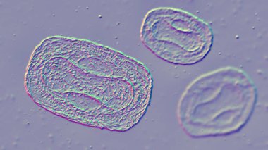 Maymun çiçeği virüsü, 3 boyutlu illüstrasyon. Poxviridae familyasından bir zoonotik virüs, çiçek benzeri bir hastalığa neden olur.