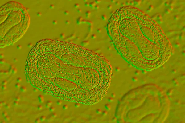 Monkeynex Virus Ilustrace Zoonotický Virus Čeledi Poxviridae Způsobuje Opičí Neštovice — Stock fotografie