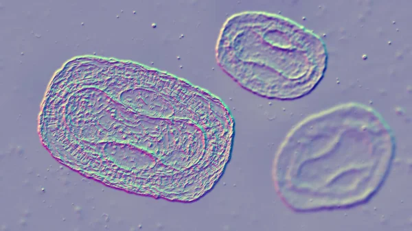 바이러스 Poxviridae 동물성 바이러스는 질병인 수두를 유발한다 — 스톡 사진