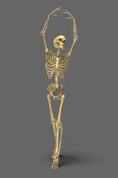 Anatomie Des Tanzes Und Balletts Illustration Die Die Skelettaktivität Balletttanz — Stockfoto