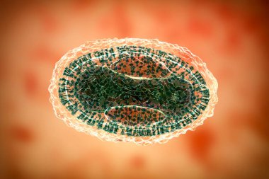 Variola virus, a virus from Orthopoxviridae family that causes smallpox, and other viruses from pox family, monkeypox, molluscum contagiosum virus, 3D illustration clipart