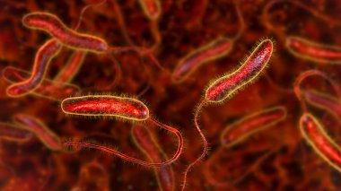 Vibrio kolerae bakterisi, 3 boyutlu illüstrasyon. Kolera hastalığına neden olan ve kirlenmiş su ile bulaşan bakteri.