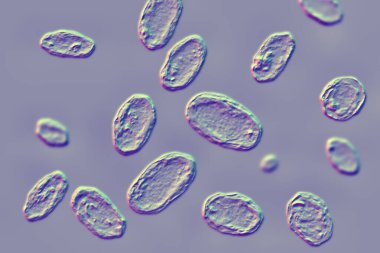 Yersinia enterokolitica bakterisi, 3 boyutlu illüstrasyon. Enterobacteriaceae ailesinin gram-negatif bakterisi, yersiniosis 'in nedensel faktörü, mezenterik lenfadenit