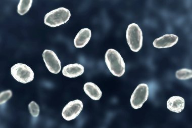 Yersinia enterokolitica bakterisi, 3 boyutlu illüstrasyon. Enterobacteriaceae ailesinin gram-negatif bakterisi, yersiniosis 'in nedensel faktörü, mezenterik lenfadenit