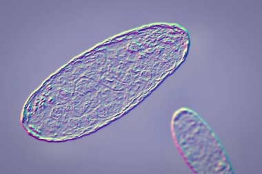 Veba bakterisi Yersinia pestis, DNA, plazmid ve ribozom içeren hücrenin yapısını gösteren bilimsel olarak doğru üç boyutlu çizim.