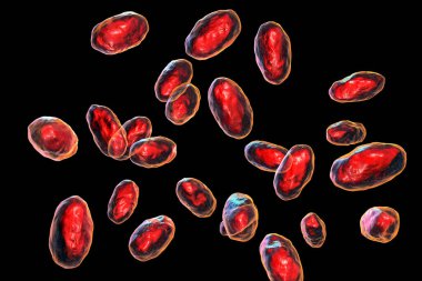 Yersinia psödotuberculosis bakteri, 3 boyutlu illüstrasyon. Enterobacteriaceae ailesinin Gram-negatif bakterisi, Yersiniosis 'in nedensel faktörü, Uzak Doğu kızıl benzeri ateş