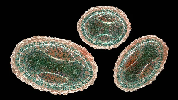 Variola virus, a virus from Orthopoxviridae family that causes smallpox, and other viruses from pox family, monkeypox, molluscum contagiosum virus, 3D illustration