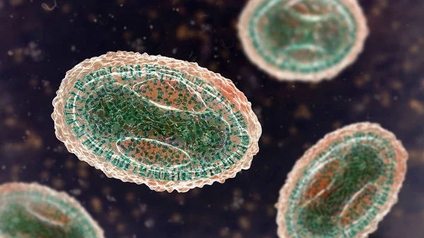 Variola virus, a virus from Orthopoxviridae family that causes smallpox, and other viruses from pox family, monkeypox, molluscum contagiosum virus, 3D illustration