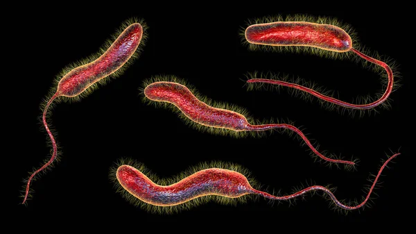 Bactérias Vibrio Cholerae Ilustração Bactéria Causadora Doença Cólera Transmitida Por — Fotografia de Stock